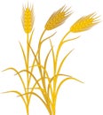 Ripe yellow spikelets of rye